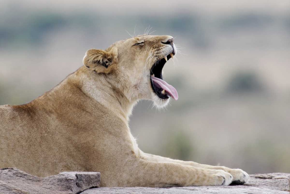 Kenya, Masai Mara African lioness yawns on rock